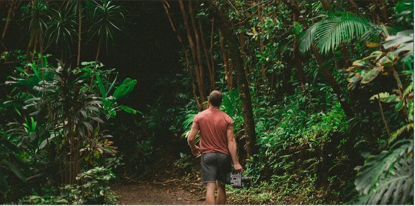 WalkInJungle WalkInJungle